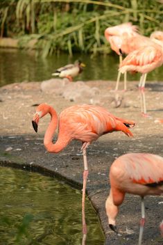 Flamingo - Free image #201455